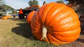 4 Massive Fall Pumpkins That Tipped the Scales and Broke Records This Fall