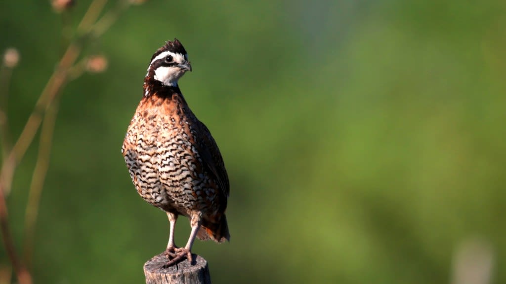 Birding: Decline of the northern bobwhite is severe
