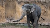 Good Luck, Chuck: Denver Zoo Swaps Elephants With Houston for Mating Purposes