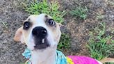 'She's happy': Memphis dog, Riona, on road to recovery two months after being set on fire