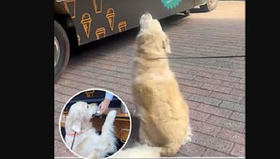 Watch: Charlie the golden retriever politely asks for his pup cup at the ice cream truck & it's too cute to miss!