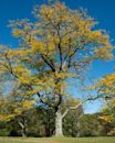 Honey locust