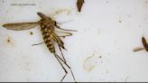 Santa Clara Co. increasing efforts to eradicate dangerous mosquito species