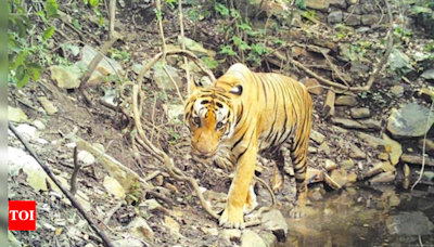 Two big cats that migrated from Kurnool make Nellore reserve forests their home | Amaravati News - Times of India