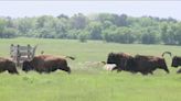 Bison Bash! Hundreds gather to see the spring release of the 2024 Belwin Conservancy herd