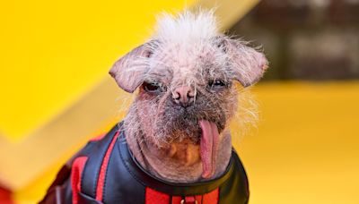 Britain's ugliest dog Peggy's red carpet moment with Ryan Reynolds