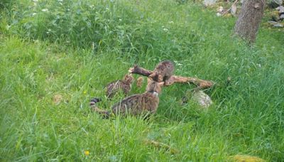 Critically endangered Scottish wildcat kittens born in the wild