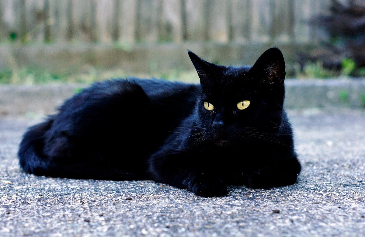 llbwwb: Shiney Black Cat by Joshke Stankbergas