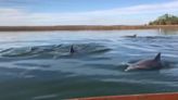 Here are 3 of the best dolphin cruise experiences on Hilton Head, Tripadvisor says