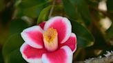 Camellias: The jewel of the garden | Gardening