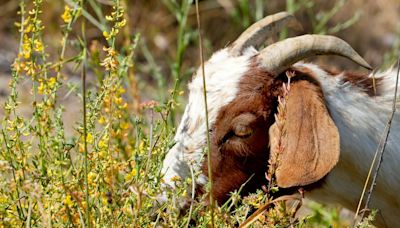 Hungry goats help clear brush on hillsides at Reagan library in Simi Valley