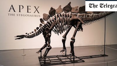 Biggest stegosaurus fossil ever bought by hedge fund founder for $44m