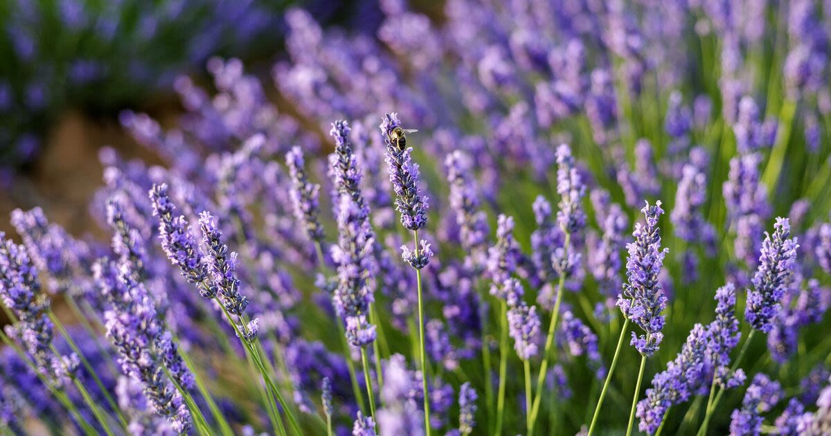 5 reasons to grow lavender in your garden, from its fragrance to health benefits