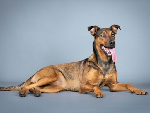 Shepherd Mix Puppy Adopted and Returned at Just 7 Months Old Just Wants to Be Loved