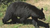 Conservation officer kills black bear in Riggins