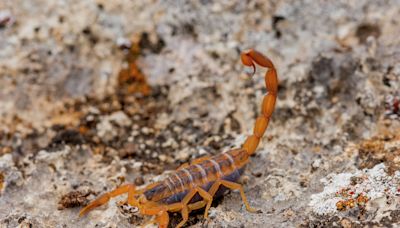 Scorpion activity in Texas is peaking. What you need to know.