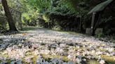 淡蘭吊橋暨雙溪口停車場完工 石碇桐花祭開幕添亮點