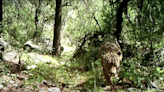 El Jefe lives! Famous jaguar, thought dead, has ‘relocated’ from Arizona to Mexico