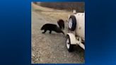 Bear cubs released into new habitat after their mother attacks woman in Butler Township
