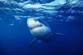 Great White Shark