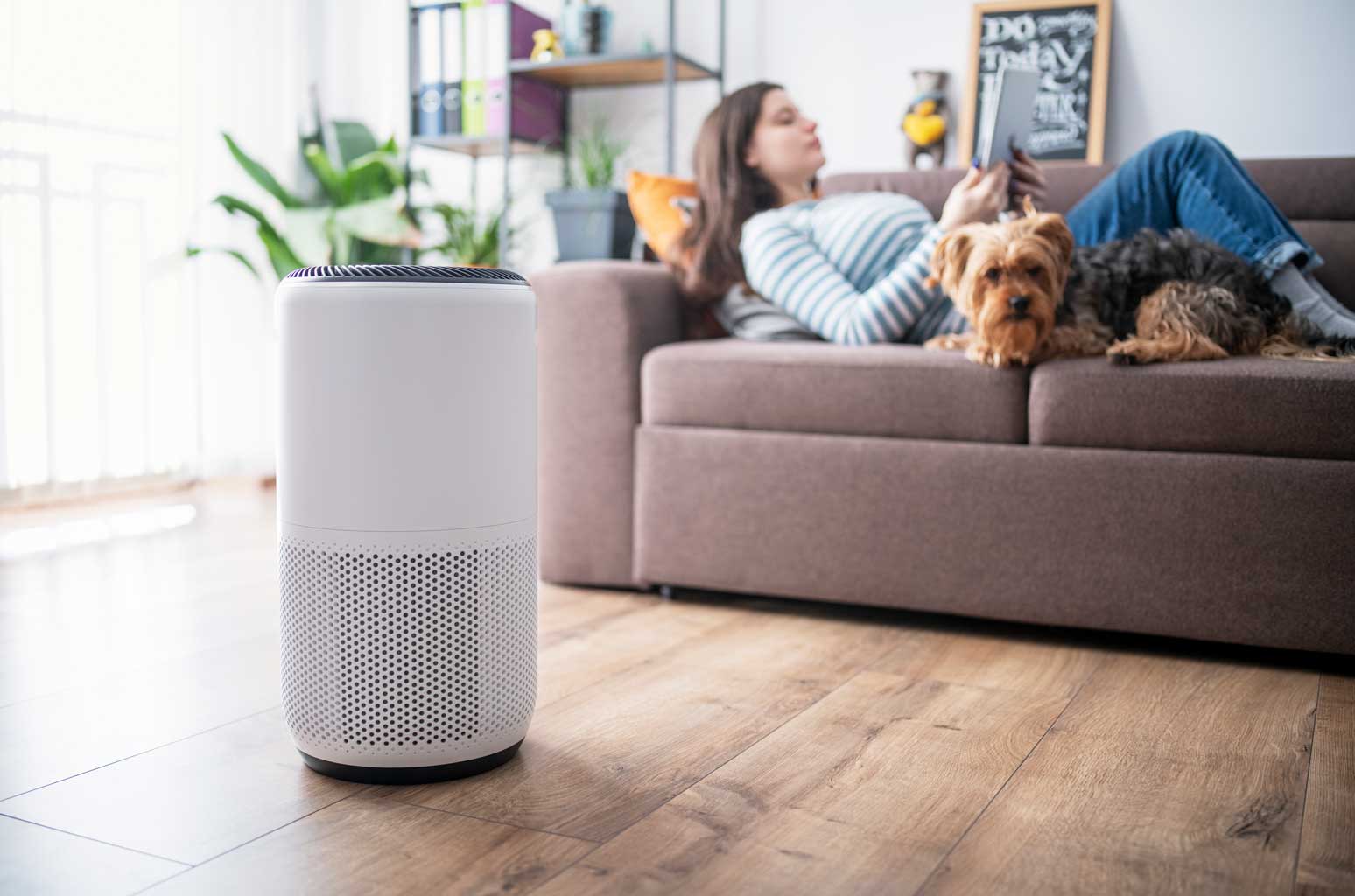 Best Budget Air Purifiers: 3 Affordable Options for Allergies, Pet Hair & More – Starting at $48