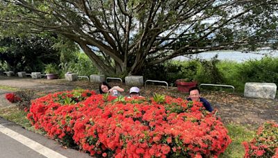 盛夏風光暢遊河濱公園 三重淡水河畔仙丹花璀璨盛開