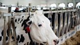 Federal government pledges $8.6 million to Dairy Farmers of Canada - AGCanada