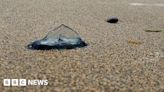 Velella velella: Unusual jellyfish wash up on north coast beaches