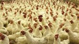 20 Largest Poultry Producing Countries in the World