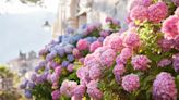 How to change the color of hydrangeas