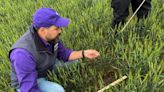 Kansas farmers abandon wheat fields after extreme drought