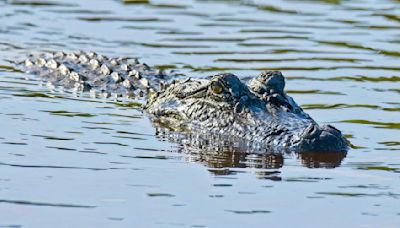 Alligator sighting in Washington State prompts investigation