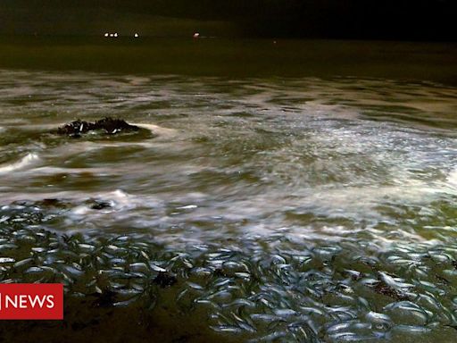 Os peixes que promovem 'orgias' nas praias da Califórnia em rituais ordenados pela Lua