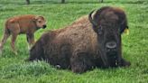 Birth of baby bison at Fermilab in Batavia a ‘sign of spring’