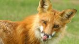 Rabid Fox Attack On Upstate New York Woman Caught On Video