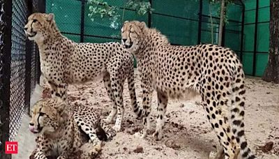 MP govt refuses RTI info on Project Cheetah