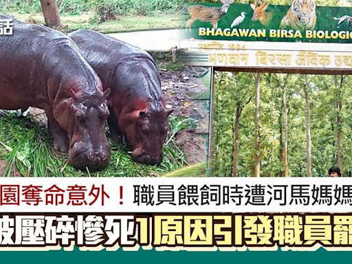 河馬殺人！動物園男職員餵飼小河馬 遭河馬媽媽襲擊四肢壓碎慘死