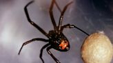 Map shows one state safe from black widow spiders