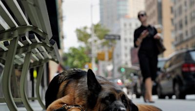 ‘I couldn’t get him to move’: dog owners struggle through US heatwave