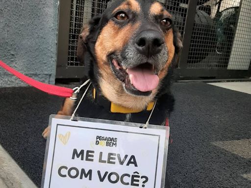 Bom Pra Cachorro: Sábado tem evento de adoção e festa junina pet em SP