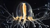 These fingernail-sized jellyfish can regenerate tentacles—but how?