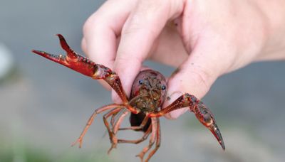 New approaches tried against invasive crayfish