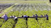 NY sets overtime threshold for farm workers. Has it worked in other states?