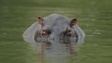 Japanese zoo discovers hippo’s sex after believing it was male for 7 years