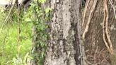 Drought decline, experts warn of falling tree hazards ahead of hurricane season