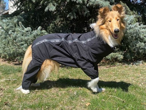 Best hiking gear for dogs, according to expert hikers and dog parents | CNN Underscored