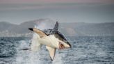 Amazing Video of a Shark Jumping onto a Fishing Boat Is Too Good to Miss