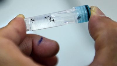Health Talk | To combat dengue menace, a promising vaccine candidate enters phase three trials in India