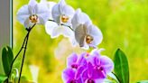 Orchids will bloom brilliantly if three kitchen scraps are added to their soil