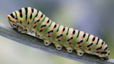 Caterpillars evolved their weird chubby little 'prolegs' from ancient crustaceans